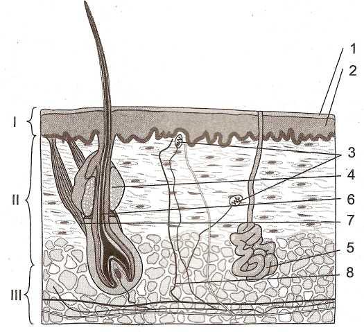На рисунке изображено строение кожи. Строение кожи человека чб. Строение кожи человека рисунок 107. Строение кожи человека без подписей. Зарисовка строения кожи.