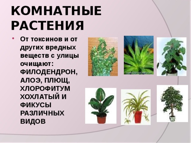 КОМНАТНЫЕ РАСТЕНИЯ От токсинов и от других вредных веществ с улицы очищают: ФИЛОДЕНДРОН, АЛОЭ, ПЛЮЩ, ХЛОРОФИТУМ ХОХЛАТЫЙ И ФИКУСЫ РАЗЛИЧНЫХ ВИДОВ 