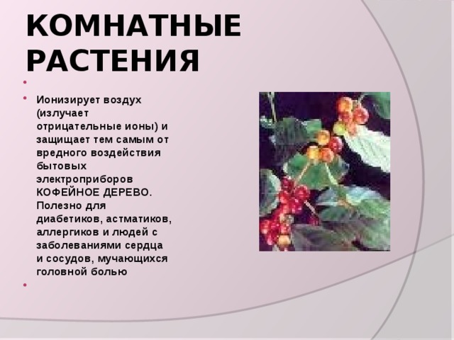 КОМНАТНЫЕ РАСТЕНИЯ   Ионизирует воздух (излучает отрицательные ионы) и защищает тем самым от вредного воздействия бытовых электроприборов КОФЕЙНОЕ ДЕРЕВО. Полезно для диабетиков, астматиков, аллергиков и людей с заболеваниями сердца и сосудов, мучающихся головной болью   