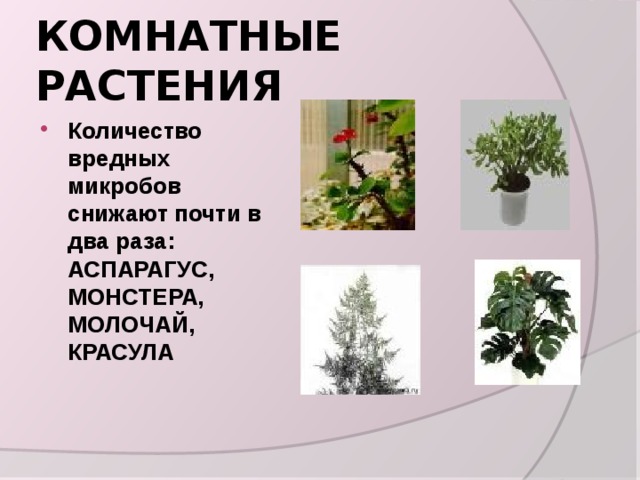 КОМНАТНЫЕ РАСТЕНИЯ Количество вредных микробов снижают почти в два раза: АСПАРАГУС, МОНСТЕРА, МОЛОЧАЙ, КРАСУЛА 