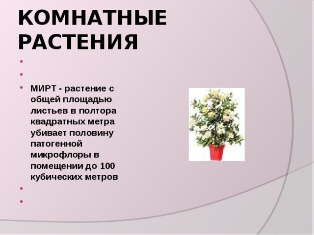 КОМНАТНЫЕ РАСТЕНИЯ     МИРТ - растение с общей площадью листьев в полтора квадратных метра убивает половину патогенной микрофлоры в помещении до 100 кубических метров     