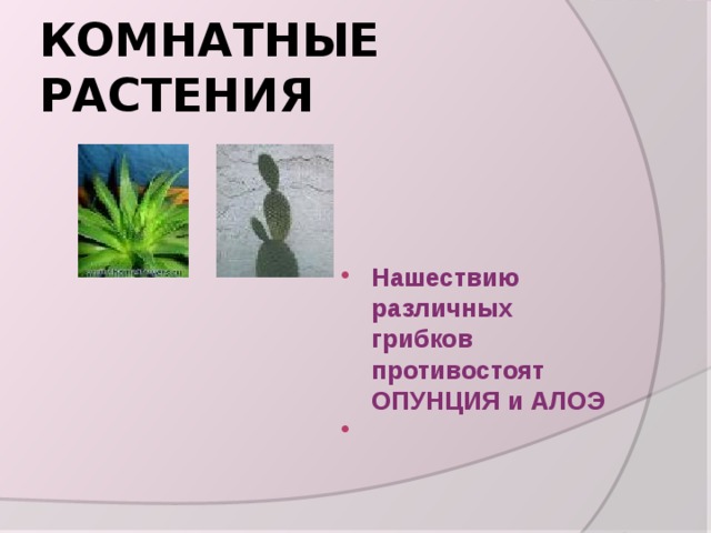 КОМНАТНЫЕ РАСТЕНИЯ Нашествию различных грибков противостоят ОПУНЦИЯ и АЛОЭ   