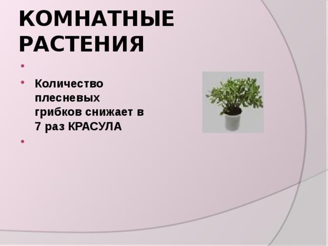 КОМНАТНЫЕ РАСТЕНИЯ   Количество плесневых грибков снижает в 7 раз КРАСУЛА   