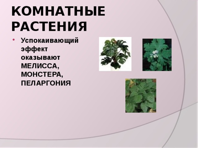 КОМНАТНЫЕ РАСТЕНИЯ Успокаивающий эффект оказывают МЕЛИССА, МОНСТЕРА, ПЕЛАРГОНИЯ 