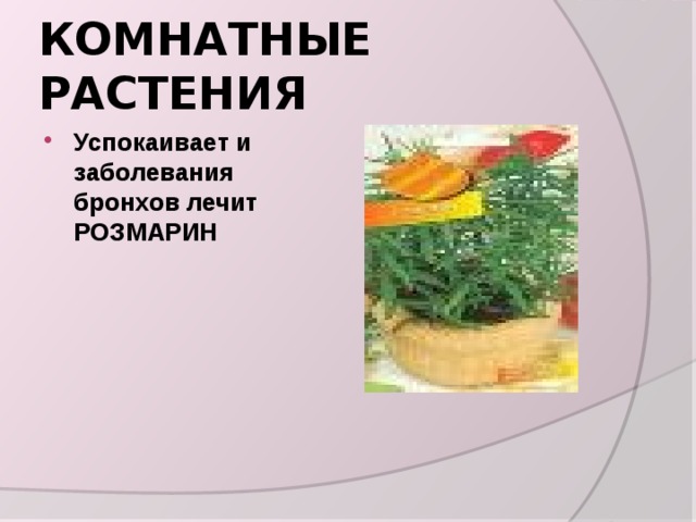 КОМНАТНЫЕ РАСТЕНИЯ Успокаивает и заболевания бронхов лечит РОЗМАРИН 