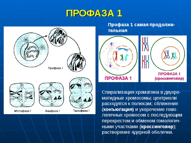 Схема митоза и мейоза с указанием количества днк и хромосом