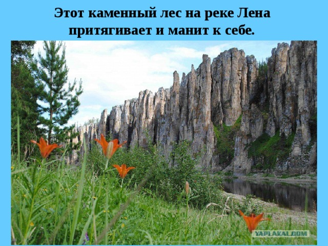 Этот каменный лес на реке Лена  притягивает и манит к себе.  