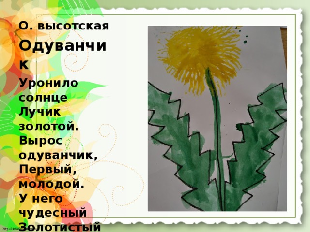 О. высотская Одуванчик Уронило солнце  Лучик золотой.  Вырос одуванчик,  Первый, молодой.  У него чудесный  Золотистый цвет.  Он большого солнца  Маленький портрет. 