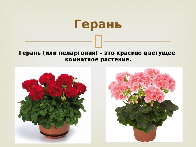 Герань Герань (или пеларгония) – это красиво цветущее комнатное растение.  