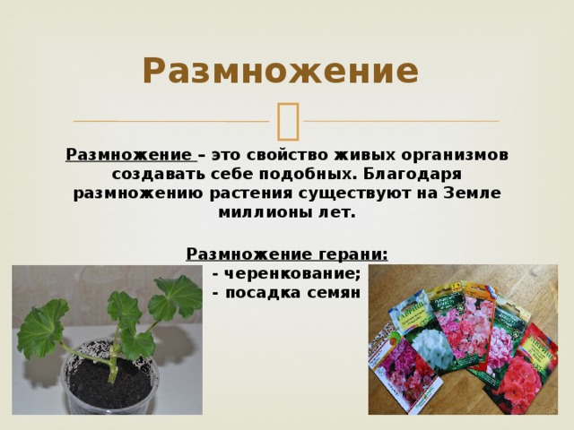 Размножение Размножение – это свойство живых организмов создавать себе подобных. Благодаря размножению растения существуют на Земле миллионы лет.  Размножение герани: - черенкование; - посадка семян 