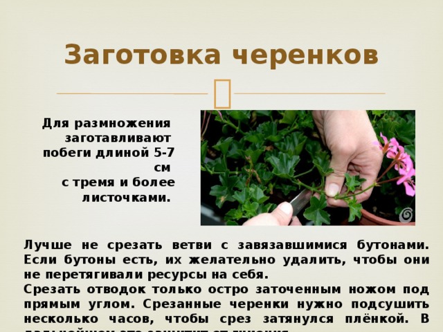 Заготовка черенков Для размножения заготавливают побеги длиной 5-7 см с тремя и более листочками.     Лучше не срезать ветви с завязавшимися бутонами. Если бутоны есть, их желательно удалить, чтобы они не перетягивали ресурсы на себя. Срезать отводок только остро заточенным ножом под прямым углом. Срезанные черенки нужно подсушить несколько часов, чтобы срез затянулся плёнкой. В дальнейшем это защитит от гниения.  