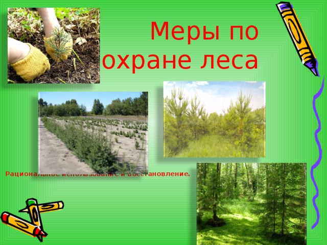 Проект охрана леса