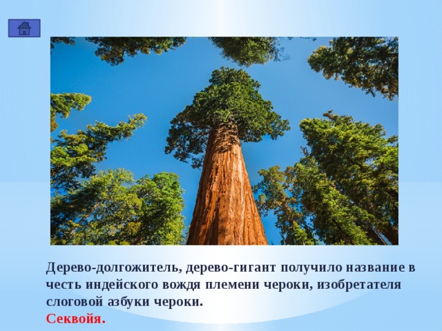 Дерево-долгожитель, дерево-гигант получило название в честь индейского вождя племени чероки, изобретателя слоговой азбуки чероки. Секвойя. 