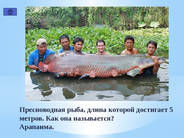 Пресноводная рыба, длина которой достигает 5 метров. Как она называется? Арапаима. 