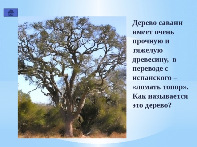 Дерево саванн имеет очень прочную и тяжелую древесину, в переводе с испанского – «ломать топор». Как называется это дерево? 