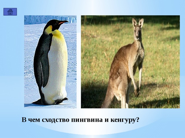 В чем сходство пингвина и кенгуру? 