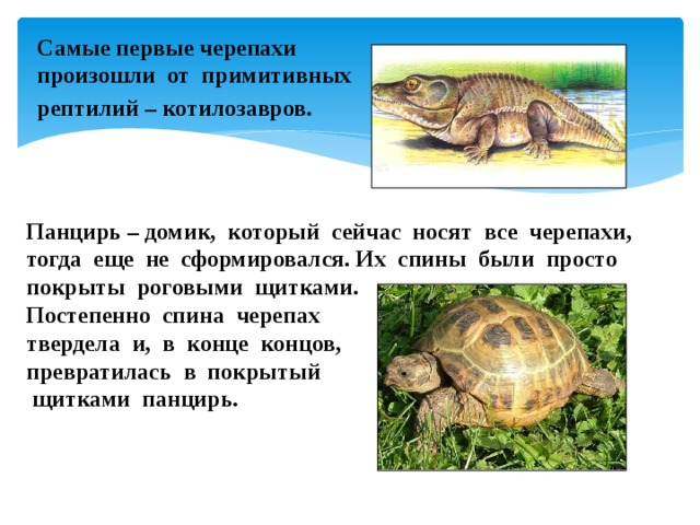 Первая черепаха. От кого произошли черепахи. Черепахи анапсиды?. Гипотеза к исследовательской работе сухопутная черепаха. Особенности строения сухопутных черепах 7 класс.