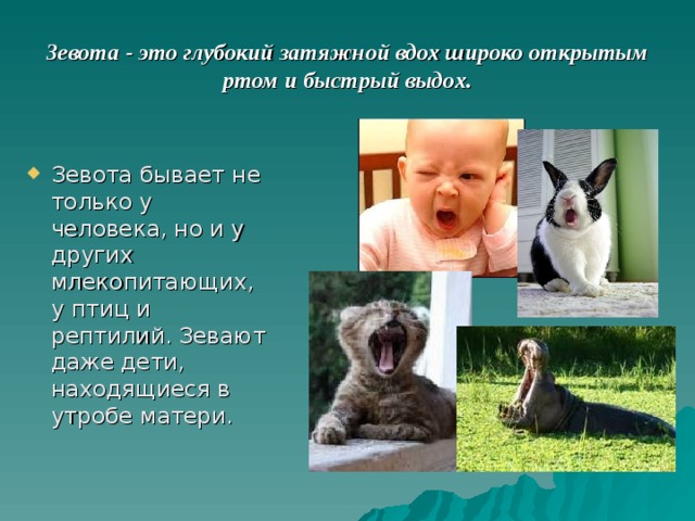 Почему человек зевает