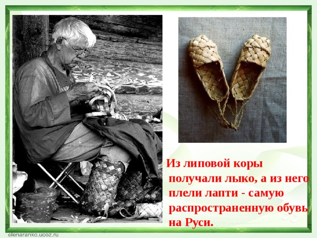  Из липовой коры получали лыко, а из него плели лапти - самую распространенную обувь на Руси. 