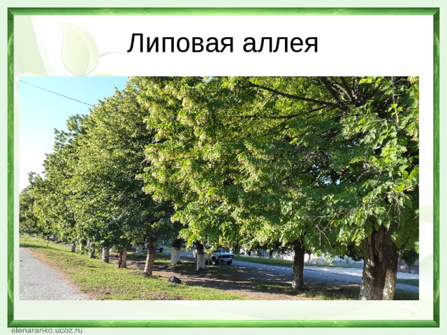 Липовая аллея 