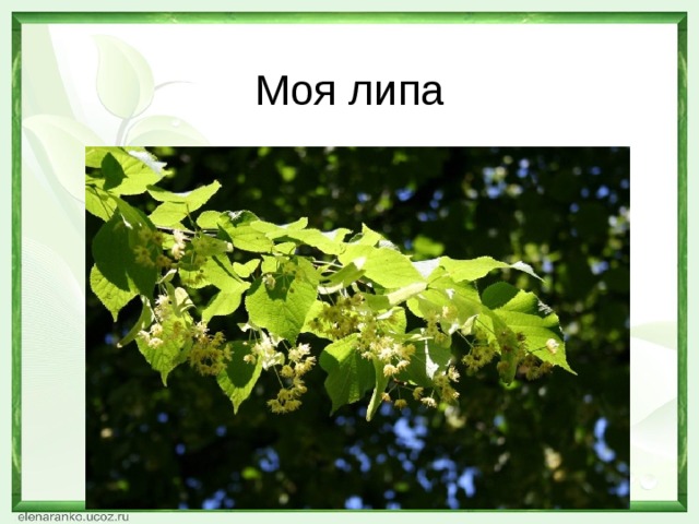 Моя липа 