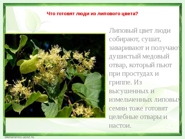 Что готовят люди из липового цвета?  Липовый цвет люди собирают, сушат, заваривают и получают душистый медовый отвар, который пьют при простудах и гриппе. Из высушенных и измельченных липовых семян тоже готовят целебные отвары и настои. 