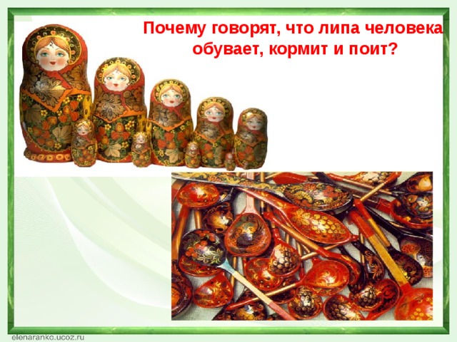 Почему говорят, что липа человека  обувает, кормит и поит? 