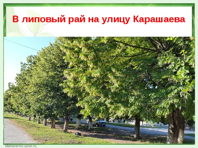 В липовый рай на улицу Карашаева 