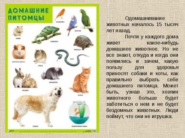  Одомашнивание животных началось 15 тысяч лет назад.  Почти у каждого дома живет какое-нибудь домашнее животное. Но не все знают, откуда и когда они появились и зачем, какую пользу для здоровья приносят собаки и коты, как правильно выбрать себе домашнего питомца. Может быть, узнав это, хозяин животного больше будет заботиться о нем и не будет бездомных животных. Люди поймут, что они не игрушка. 