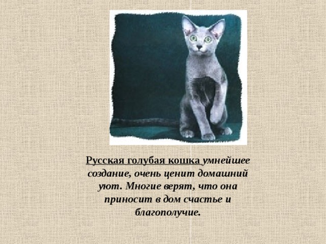 Русская голубая кошка умнейшее создание, очень ценит домашний уют. Многие верят, что она приносит в дом счастье и благополучие.   