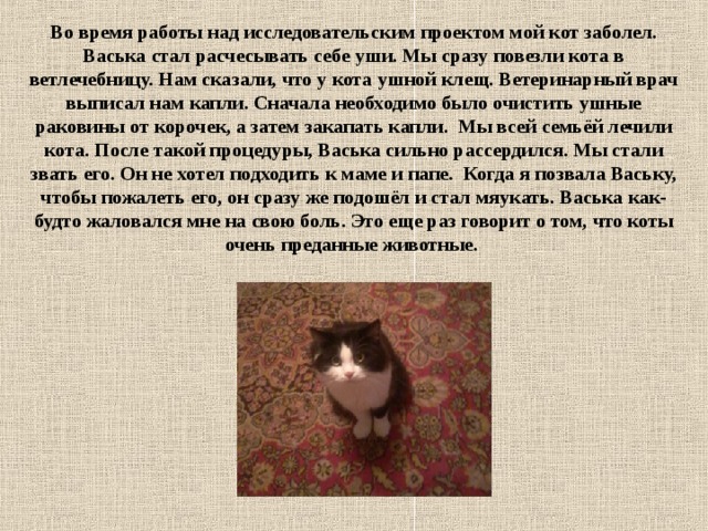 Во время работы над исследовательским проектом мой кот заболел. Васька стал расчесывать себе уши. Мы сразу повезли кота в ветлечебницу. Нам сказали, что у кота ушной клещ. Ветеринарный врач выписал нам капли. Сначала необходимо было очистить ушные раковины от корочек, а затем закапать капли. Мы всей семьёй лечили кота. После такой процедуры, Васька сильно рассердился. Мы стали звать его. Он не хотел подходить к маме и папе. Когда я позвала Ваську, чтобы пожалеть его, он сразу же подошёл и стал мяукать. Васька как-будто жаловался мне на свою боль. Это еще раз говорит о том, что коты очень преданные животные. 