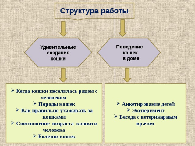 Структура работы . Удивительные создания кошки Поведение кошек  в доме  Анкетирование детей  Эксперимент  Беседа с ветеринарным врачом  Когда кошки поселилась рядом с человеком  Породы кошек  Как правильно ухаживать за кошками  Соотношение возраста кошки и человека  Болезни кошек 