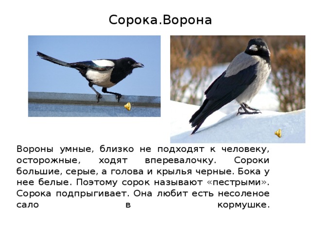 Ворон и сорока 1 класс презентация