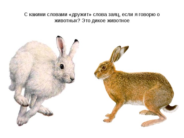 Что обозначает слово заяц. Происхождение слова заяц.