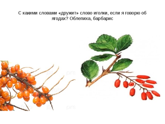 Актриса слаще барбариса умеет дружить. Барбарис и облепиха. Гибрид облепихи и барбариса. Облепиха Барбарисовая. Скрещивание облепихи и барбариса.