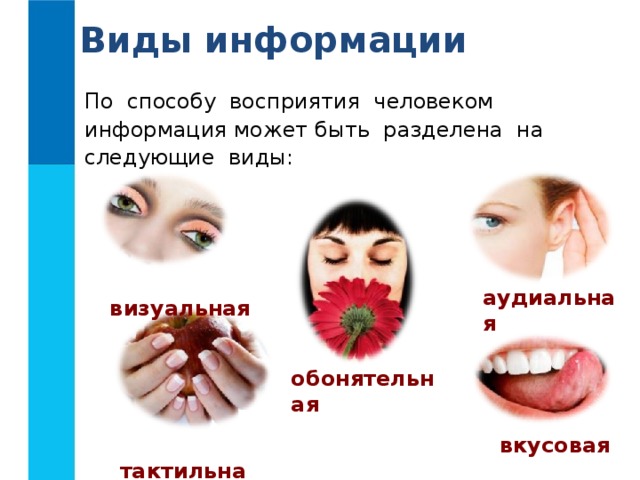 Виды информации По способу восприятия человеком информация может быть разделена на следующие виды:  визуальная  аудиальная  обонятельная  тактильная  вкусовая 