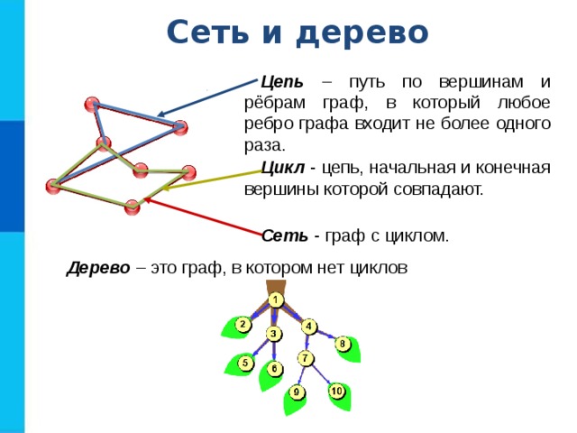 Сеть и дерево Цепь – путь по вершинам и рёбрам граф, в который любое ребро графа входит не более одного раза. Цикл - цепь, начальная и конечная вершины которой совпадают. Сеть - граф с циклом. Дерево – это граф, в котором нет циклов 