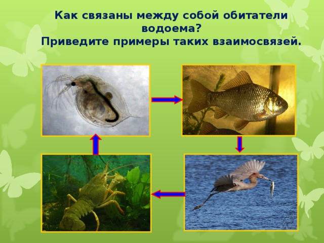 Как связаны между собой обитатели водоема?  Приведите примеры таких взаимосвязей. 