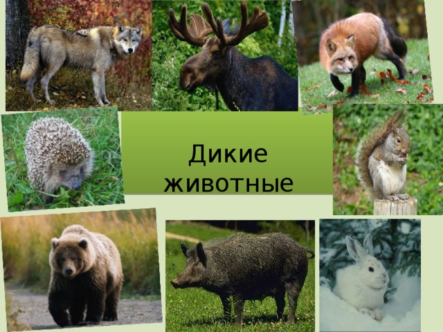 Дикие животные 