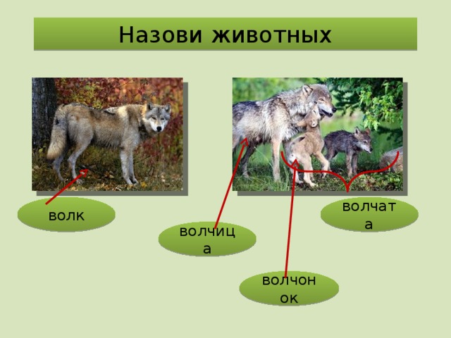 Назови животных волк волчата волчица волчонок 