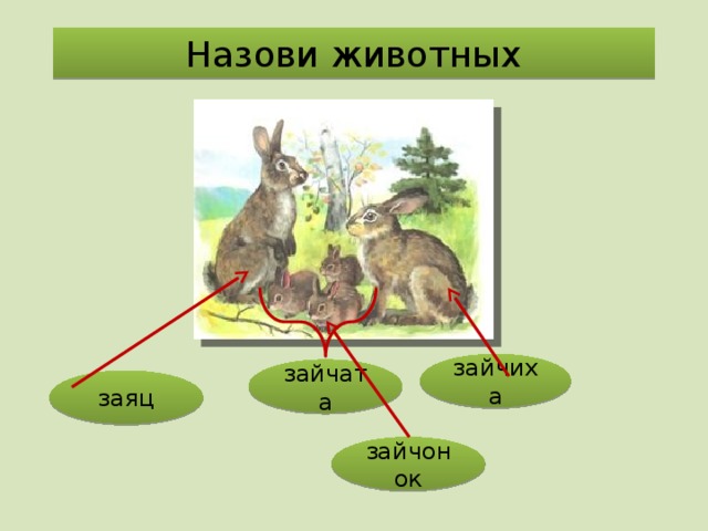 Назови животных зайчиха зайчата заяц зайчонок 