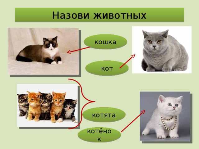 Назови животных кошка кот котята котёнок 