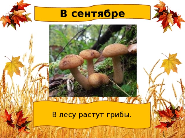 В сентябре В лесу растут грибы. 