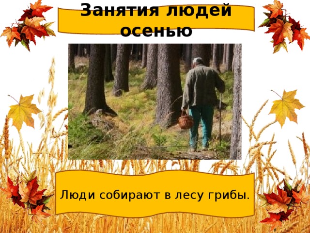 Занятия людей осенью Люди собирают в лесу грибы. 