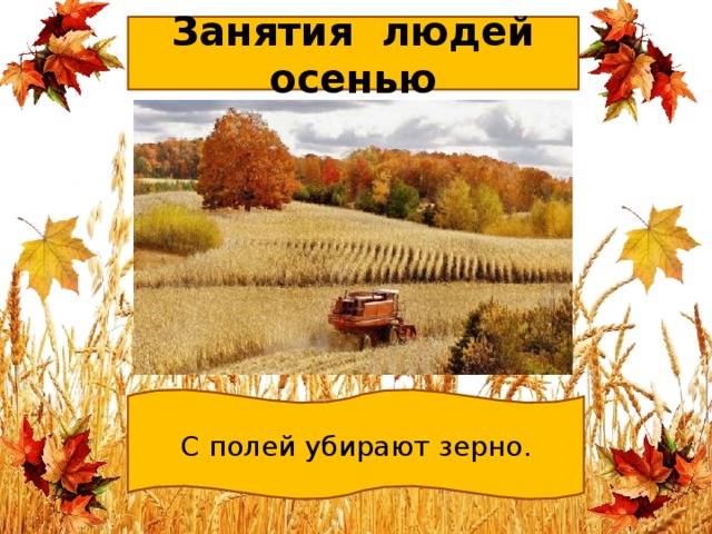 Занятия людей осенью С полей убирают зерно. 