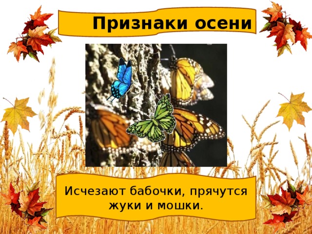  Признаки осени Исчезают бабочки, прячутся жуки и мошки. 