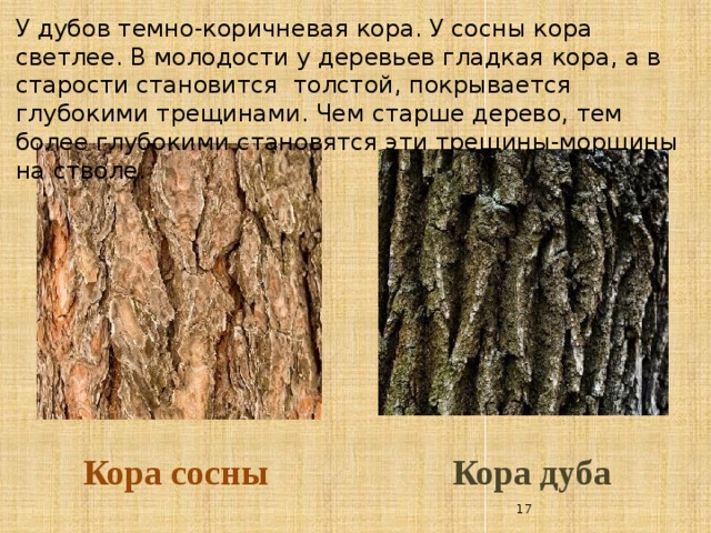 У дубов темно-коричневая кора. У сосны кора светлее. В молодости у деревьев гладкая кора, а в старости становится толстой, покрывается глубокими трещинами. Чем старше дерево, тем более глубокими становятся эти трещины-морщины на стволе. Кора дуба Кора сосны  