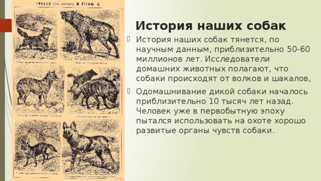 История наших собак   История наших собак тянется, по научным данным, приблизительно 50-60 миллионов лет. Исследователи домашних животных полагают, что собаки происходят от волков и шакалов, Одомашнивание дикой собаки началось приблизительно 10 тысяч лет назад. Человек уже в первобытную эпоху пытался использовать на охоте хорошо развитые органы чувств собаки. 