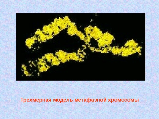 Трехмерная модель метафазной хромосомы  