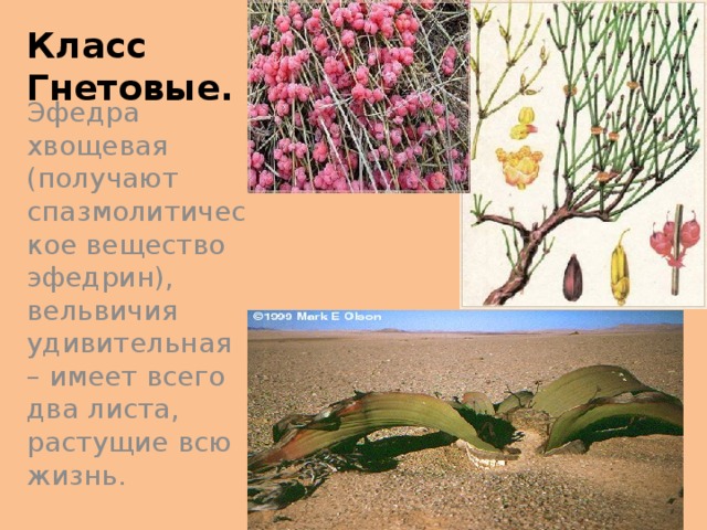 Гнетовые голосеменные растения примеры